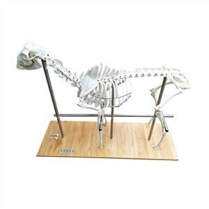 Tsiaj Skeleton