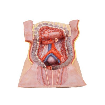 Anatomy Models Rau Cov Tub Kawm Ntawv