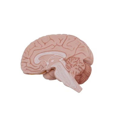 Lub hlwb Anatomical Model