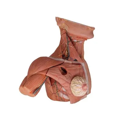 Tib neeg anatomical qauv rau kev qhia