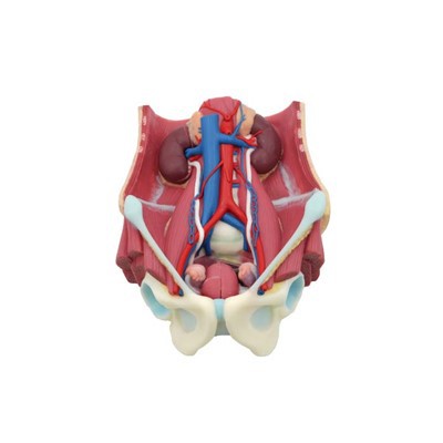 Neeg Lub Cev Lub Cev Qauv