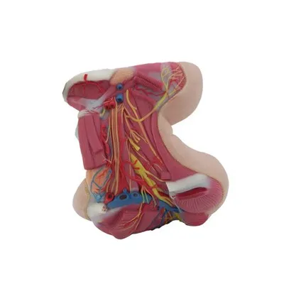 Caj dab Anatomy Qauv
